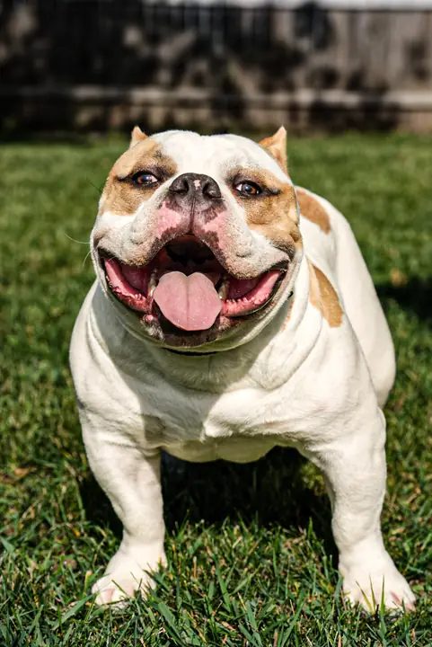 Life & Adventure — You Name It — dog session